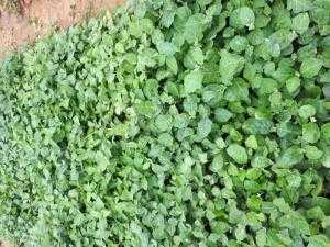 Hạt giống cây mật nhân