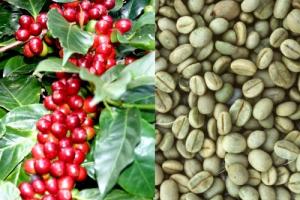 Cà Phê Arabica Cầu Đất (hạt sàn 18-TCXK, Mộc+Bơ)