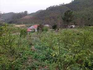 Bán Trang Trại Đồng An Đồng Tiến Bắc Giang