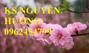 Cung cấp cây giống cây đào phai, cây hoa đào trồng chơi tết, kỹ thuật trồng cây hoa đào, giao cây toàn quốc