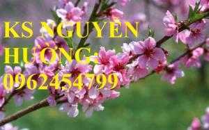 Cung cấp cây giống cây đào phai, cây hoa đào trồng chơi tết, kỹ thuật trồng cây hoa đào, giao cây toàn quốc