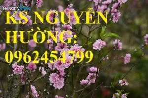 Cung cấp cây giống cây đào phai, cây hoa đào trồng chơi tết, kỹ thuật trồng cây hoa đào, giao cây toàn quốc