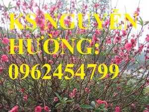 Cung cấp cây giống đào bích, cây hoa đào bích trồng chơi tết, cây giống chất lượng phát triển tốt