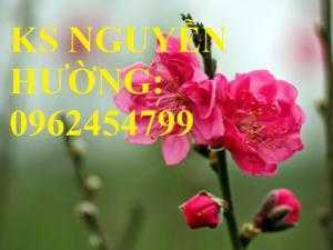 Cung cấp cây giống đào bích, cây hoa đào bích trồng chơi tết, cây giống chất lượng phát triển tốt