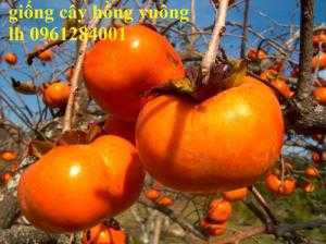 Cung cấp giống cây hồng Nhật Bản, hồng fuyu, hồng vuông, giống cây hồng ăn quả, cây giống chất lượng