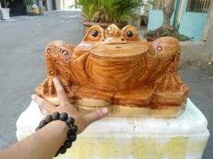 Thiềm thừ gỗ gõ đỏ