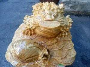 Thiềm thừ gỗ nu nghiến