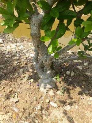 Cây mai xanh bonsai
