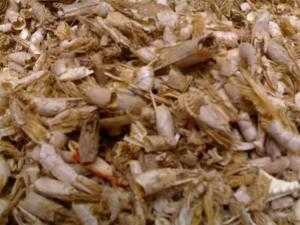 Bán Bột Vỏ Tôm và Đầu Cá Cơm