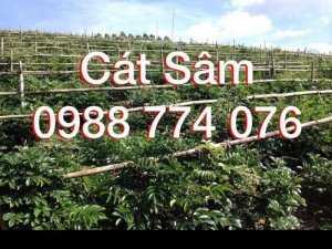 Hạt giống Cát Sâm - Cây giống Cát Sâm.