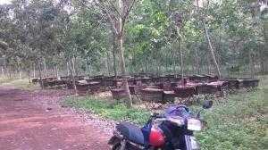 Mật ong phấn hoa nguyên chất 100%