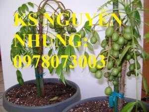 Cung cấp giống cây cóc thái, cây giống cóc thái, giống cây ăn quả, trung tâm giao cây toàn quốc
