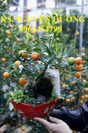 Cung cấp cây giống quất chua, quất ngọt, kỹ thuật trồng cây quất, giao cây toàn quốc
