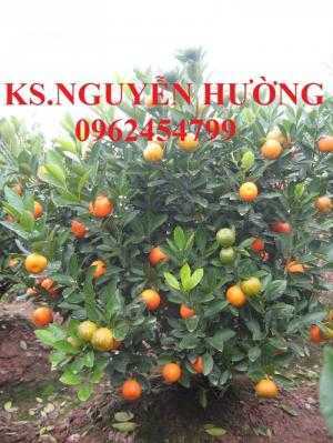 Cung cấp cây giống quất chua, quất ngọt, kỹ thuật trồng cây quất, giao cây toàn quốc