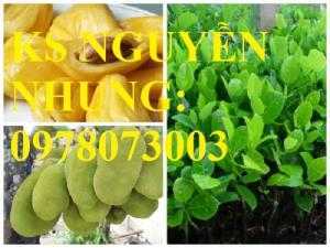 Địa chỉ cung cấp cây giống mít thái siêu sớm, mít thái changai, các lợi ích chữa bệnh từ cây mít thaí