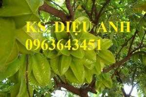 Cung cấp cây giống khế: giống khế chua, giống khế ngọt, cây khế choai đang có quả, uy tín, chất lượng