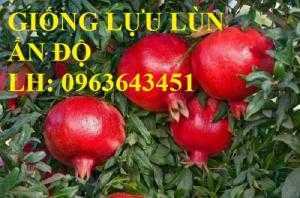 Địa chỉ bán cây giống lựu ăn quả: Lựu lùn Ấn Độ, lựu đỏ Ai Cập, lựu đỏ Thái Lan, lựu hoa Việt Nam chuẩn