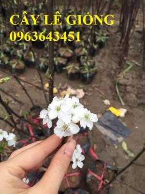Cung cấp cây giống lê vàng, giống lê vỏ vàng, giống lê nâu