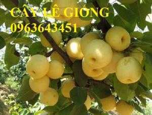 Cung cấp cây giống lê vàng, giống lê vỏ vàng, giống lê nâu