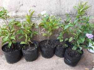 Sỉ cây giống lài Nhật