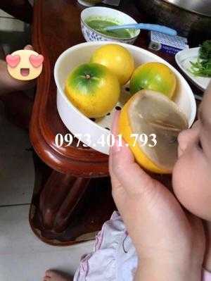 Giống cây vú sữa hoàng kim ( vú sữa vỏ vàng), vú sữa, cây vú sữa, vú sữa vỏ vàng, cây vú sữa vỏ vàng