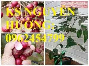 Cung cấp giống cây nhãn tím, nhãn đỏ, cây giống sinh trưởng phát triển tốt, giao cây toàn quốc