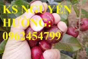 Cung cấp giống cây nhãn tím, nhãn đỏ, cây giống sinh trưởng phát triển tốt, giao cây toàn quốc