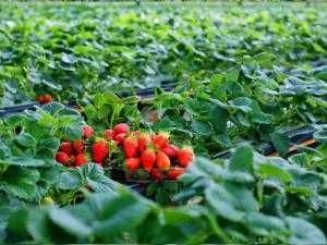 Tour Đà Lạt (4n3đ) Lễ 30/4