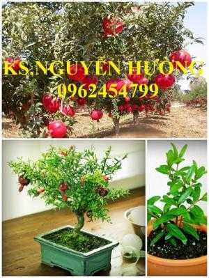 Cung cấp giống cây lựu lùn, lựu lùn ấn độ, lựu lùn ai cập, giao cây toàn quốc