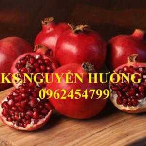 Cung cấp giống cây lựu lùn, lựu lùn ấn độ, lựu lùn ai cập, giao cây toàn quốc