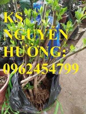 Địa chỉ cung cấp cây giống táo tây ruột đỏ, cây giống chuẩn chất lượng cho năng suất cao