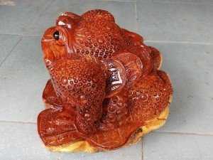 Cóc hương đá Gia Lai