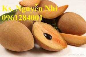 Cung cấp giống cây hồng xiêm, hồng xiêm xoài, hồng xiêm xuân đỉnh, sapoche, cây giống hồng xiêm