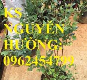 Địa chỉ chuyên cung cấp cây giống việt quất, hướng dẫn cách trồng và chăm sóc cây việt quất