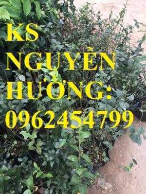 Địa chỉ chuyên cung cấp cây giống việt quất, hướng dẫn cách trồng và chăm sóc cây việt quất