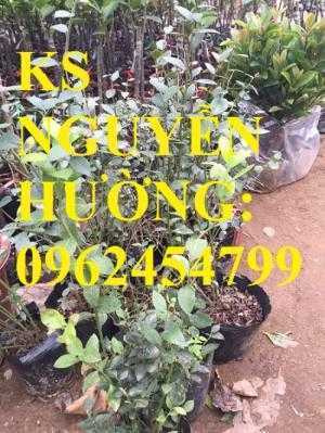Địa chỉ chuyên cung cấp cây giống việt quất, hướng dẫn cách trồng và chăm sóc cây việt quất