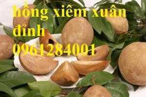 Địa chỉ cung cấp giống cây hồng xiêm xuân đỉnh chuẩn giống, cam kết chất lượng, giao hàng toàn quốc