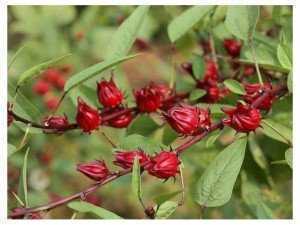 Hoa Bụp Giấm Tươi