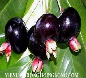 Giống cherry nhiệt đới, cherry brazil, cung cấp số lượng lớn. lh 0968067905