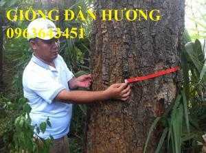 Cung cấp cây giống đàn hương
