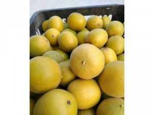 Cung cấp Quả La Hán số lượng lớn, giá tại vườn