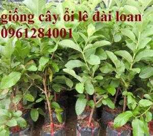 Bán giống cây ổi lê đài loan, ổi lê, ổi lê ngọt, cây ổi, giống cây ổi, cây giống chất lượng cao