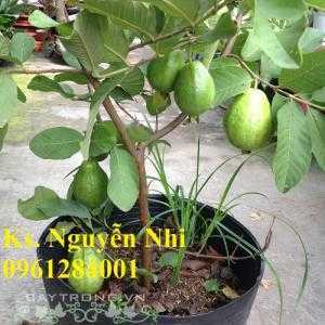 Bán giống cây ổi lê đài loan, ổi lê, ổi lê ngọt, cây ổi, giống cây ổi, cây giống chất lượng cao