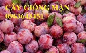 Cung cấp cây giống mận: Cây giống mận hậu, cây giống mận tam hoa, mận Bắc hà, mận Sơn La chuẩn giống