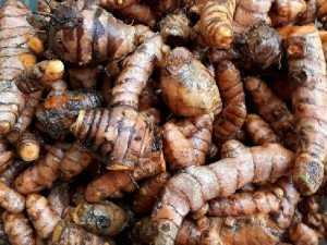 Tinh bột nghệ nhà làm