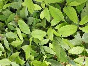 Cây giống vàng anh