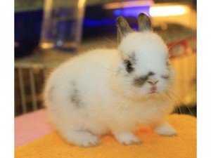 Bán thỏ cảnh Nhật siêu cute