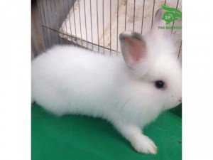 Bán thỏ cảnh Nhật siêu cute