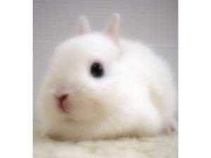 Bán thỏ cảnh Nhật siêu cute