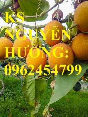 Cung cấp cây giống chanh leo ngọt colombia, chanh leo ngot, cung cấp cây giống toàn quốc